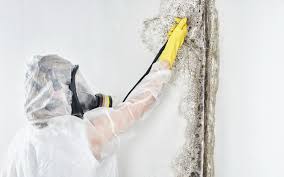 Forensic Mold Investigation in Venice, FL